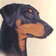 Doberman-P.jpg (4207 bytes)