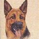 GermanShepherd-P.jpg (2113 bytes)