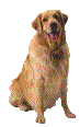 GoldenRetriever.gif (3146 bytes)