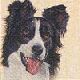 BorderCollie-P.jpg (2517 bytes)