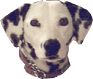 Dalmatian-P.gif (7040 bytes)