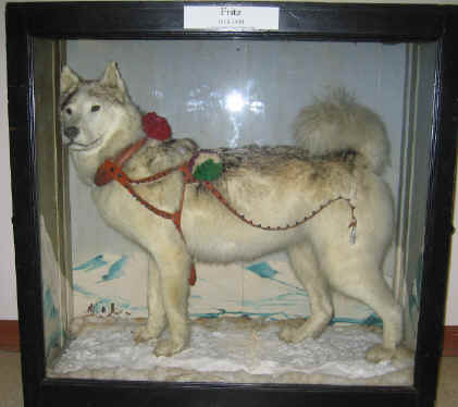 Fritz-Siberian-Husky.jpeg (867821 bytes)