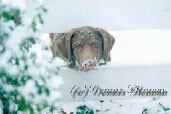 Click for a larger image of Ichabod's First Snow,  Dennis Glennon