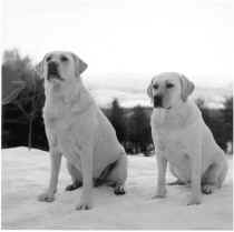 Julius and Stanley from A Dog Year