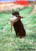 Click for larger image of Feathered Trophy,  Dennis Glennon