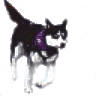 huskyicon3.gif (5105 bytes)