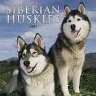 SiberianHuskies2005.jpg (7311 bytes)